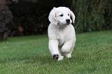 GOLDEN RETRIEVER 200